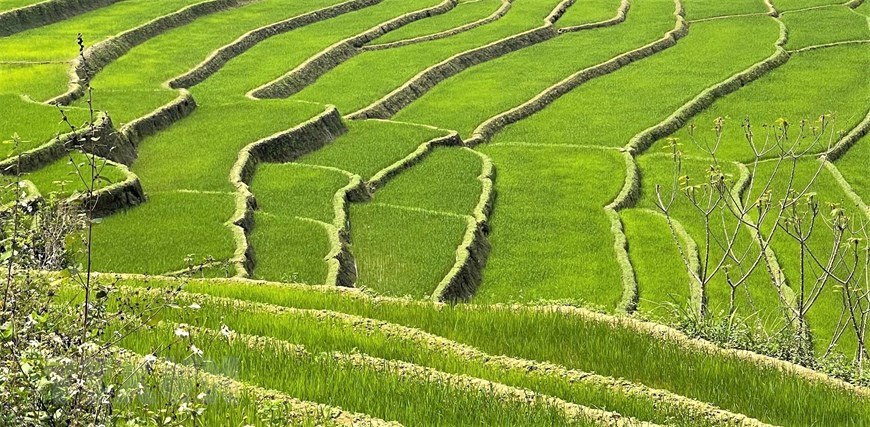 Des rizières en terrasse d'un vert tendre. Photo: VNA