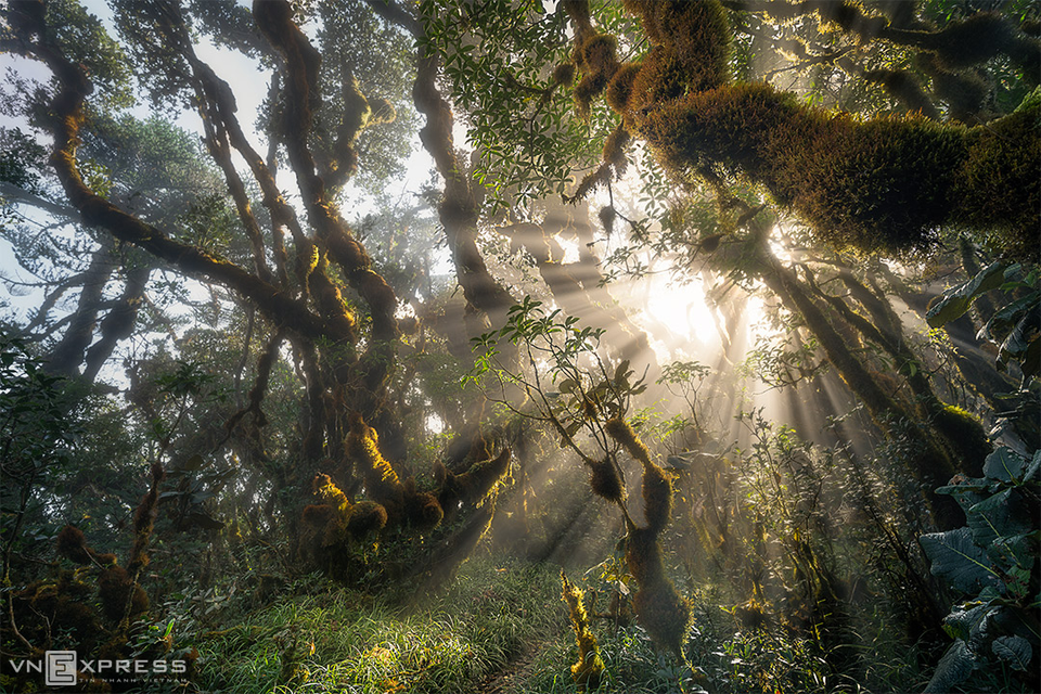 Le soleil brille à travers les vieux arbres, rendant tout à moitié réel et à moitié irréel. 