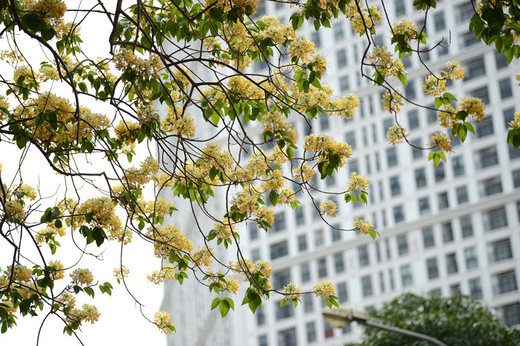 Chaque fleur porte de 13 à 18 étamines de dizaines de cm de long.
