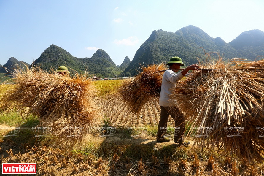 Des habitants de la commune de Ngoc Con récoltent du riz gluant Ong, spécialité du district de Trung Khanh. Photo: Vietnam Illustré