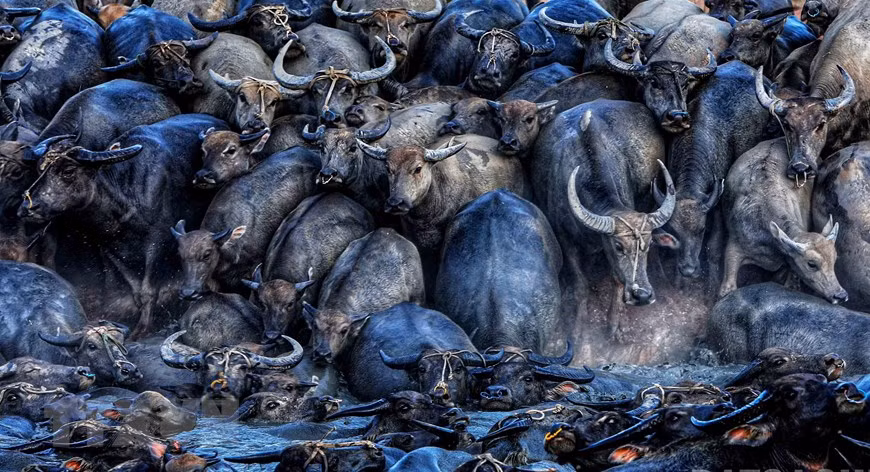 Les buffles se baignent dans le lac Suoi Da.