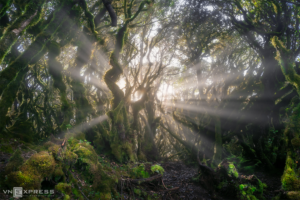 La beauté sauvage de la forêt vierge de Ta Xua. 