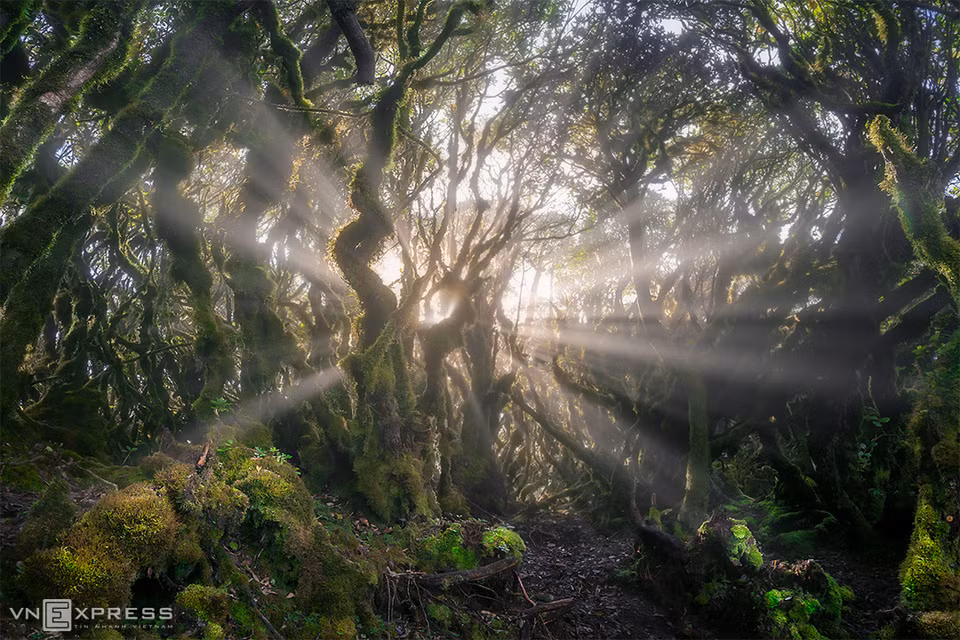 La beauté sauvage de la forêt vierge de Ta Xua. 
