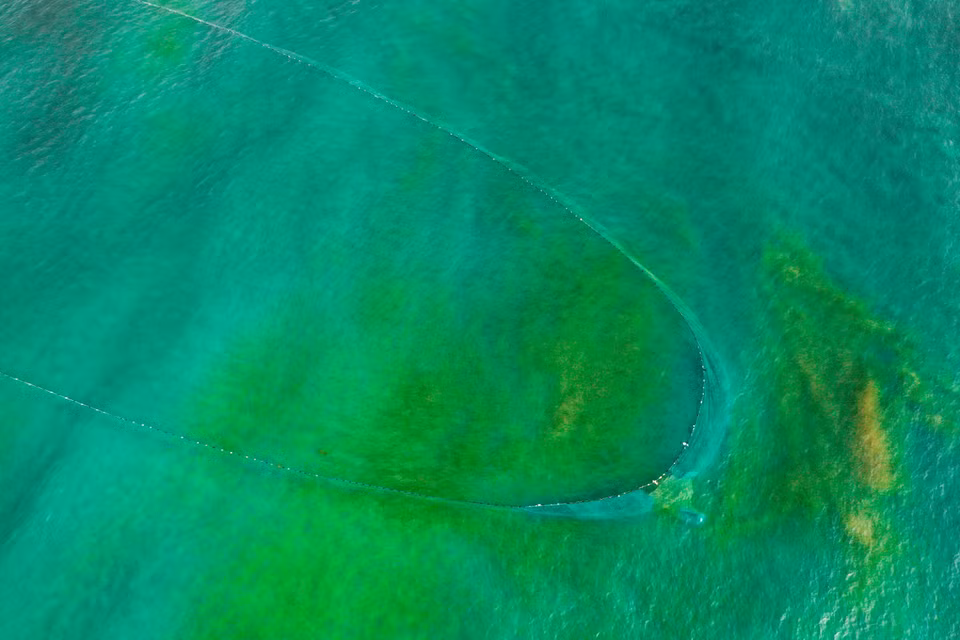  Des pêcheurs ramassent lentement les filets et tirent ensemble les deux extrémités du filet pour que soient collectés au fond du filet les produits aquatiques comme les poissons, les crevettes, les calmars, les crabes… Photo : VNA
