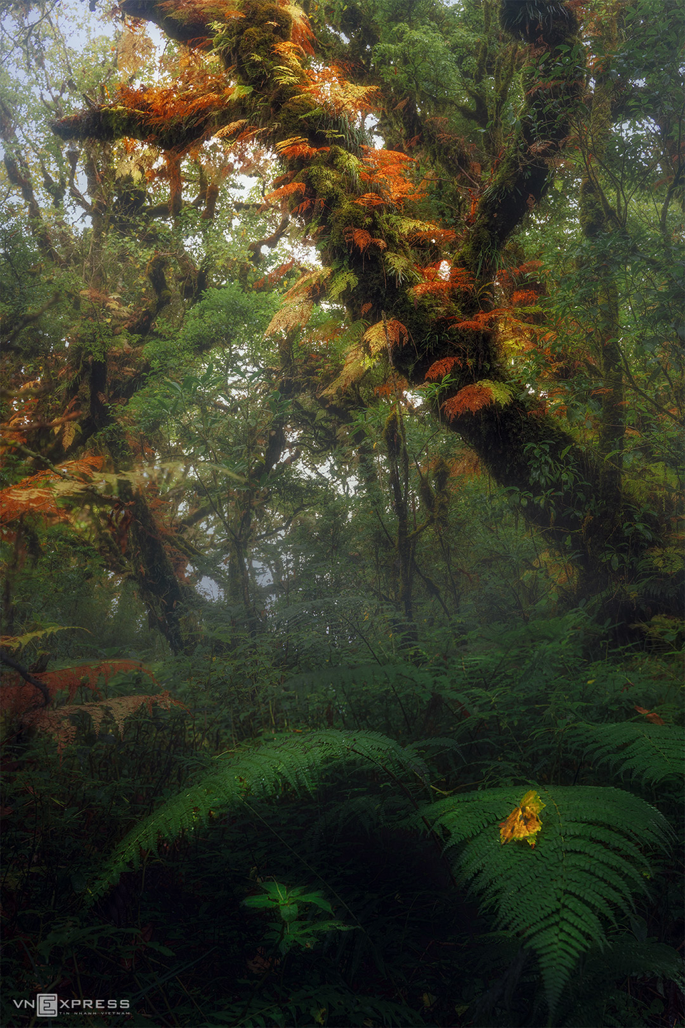 Quand il n'y a pas de soleil, la forêt primitive est sombre et mystérieuse. 