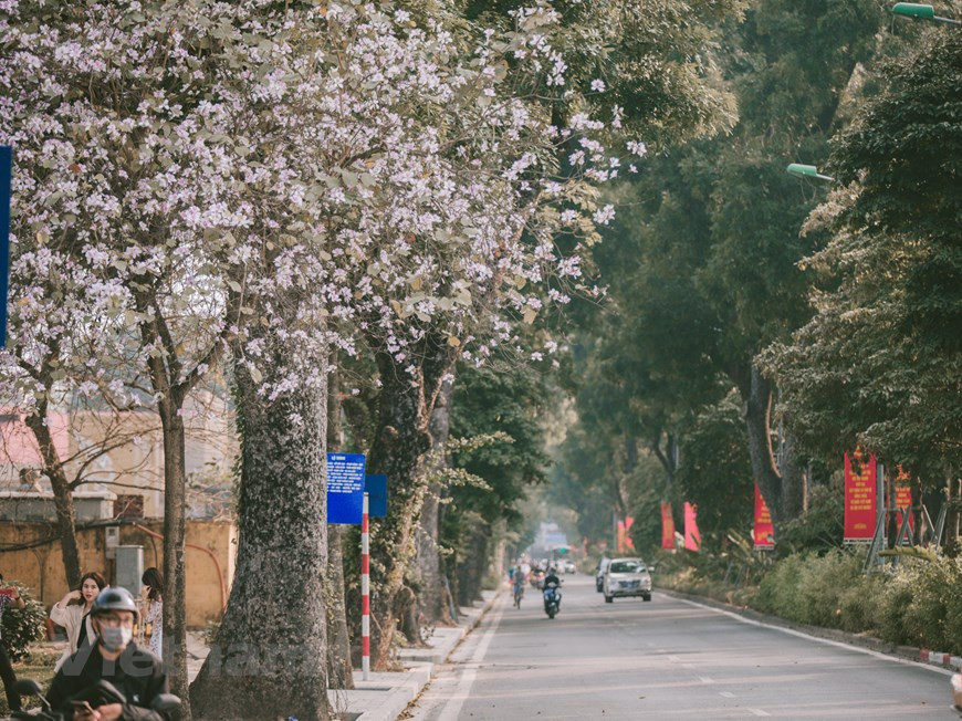 Les fleurs de bauhinie rendent un coin de rue lumineux dans la douceur du printemps. Photo: Vietnam+