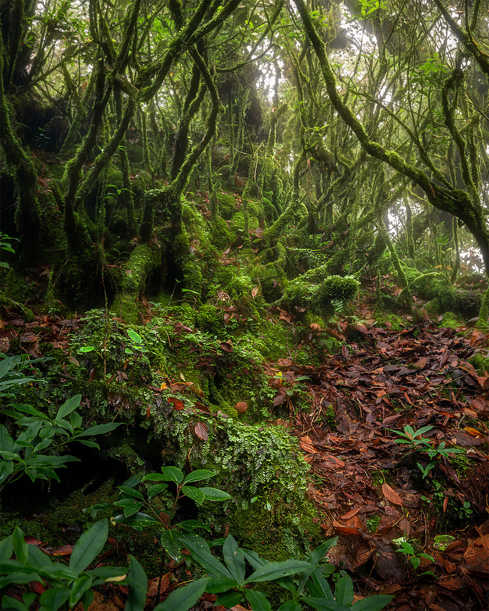La forêt est diversifiée en termes de flore. Les plus importants sont les rhododendrons tordus, portant des formes étranges dignes des contes de fées. 
