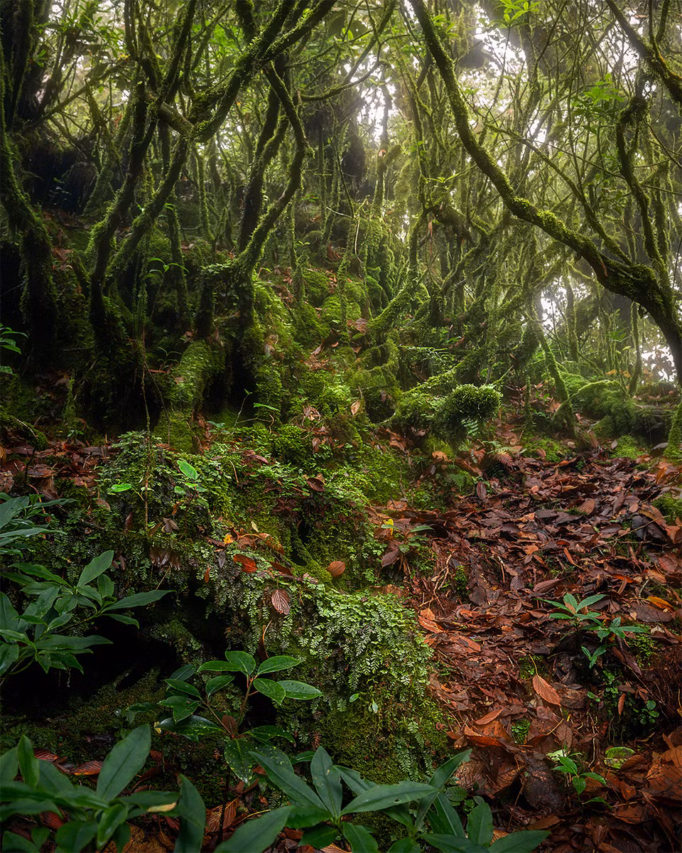 La forêt est diversifiée en termes de flore. Les plus importants sont les rhododendrons tordus, portant des formes étranges dignes des contes de fées. 