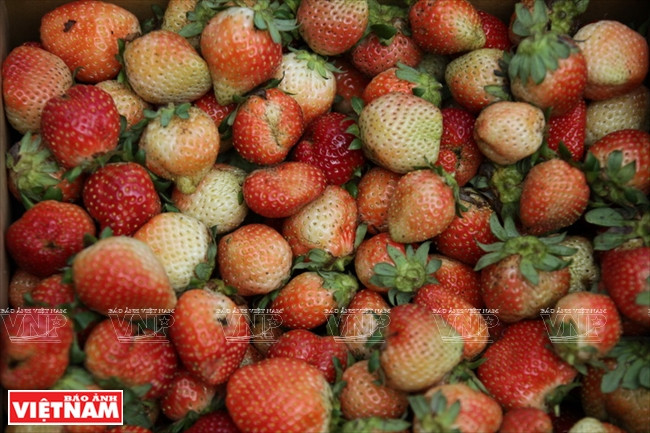 Les fraises sont l'une des principales cultures agricoles à Da Lat. 