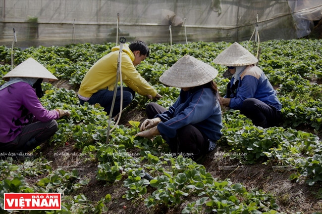 De nombreux agriculteurs de Da Lat appliquent encore des méthodes de culture traditionnelles. 