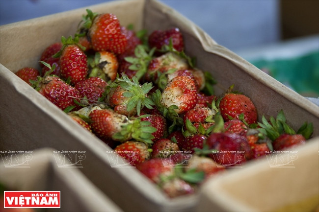 Après 4,5 ou 5 mois, les fraisiers commencent à donner des fruits.