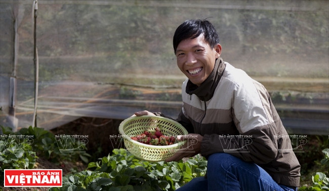 Touriste à une ferme de fraisiers à Da Lat.