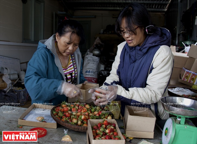Achat de fraises à Da Lat. 