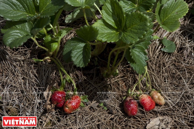 Les fraisiers commencent à donner des fruits à Da Lat. 