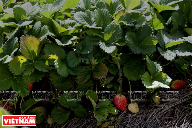 La culture de fraisiers par l​es méthodes traditionnelles donne des fruits de qualité.