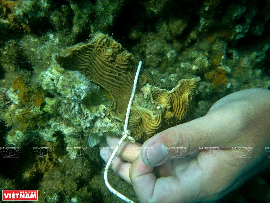 Les spécimens de coraux seront transplantés, cultivés et multipliés dans une zone distincte. Photo: Vietnam Illustré