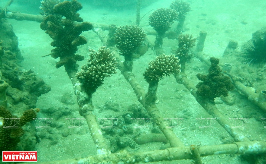Des récifs coralliens plantés au fond de la mer. Photo: Vietnam Illustré