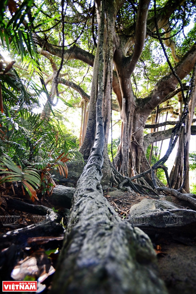Une grande plante parasite grimpe autour du banian. 