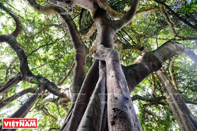 Des racines enlacent le tronc. 