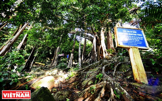 En 2014, le banian de Son Trà a été reconnu "Arbre patrimonial du Vietnam", premier arbre à recevoir ce titre dans cette ville du Centre. 