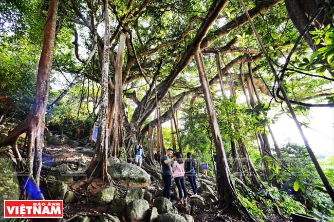 Ce banian vieux de plus de 800 ans fait de 22 m de haut et sa circonférence est de quelque 100 mètres.