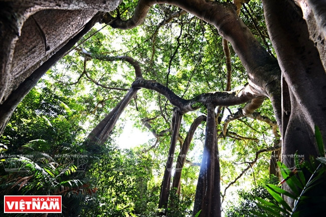 La beauté du banian ajoute au mystère de la forêt.