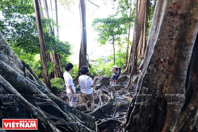 Des touristes sont impressionnés par la splendeur du banian millénaire. 