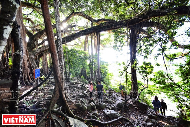 Le banian est l’attraction principale de la réverse naturelle de la péninsule de Son Trà.