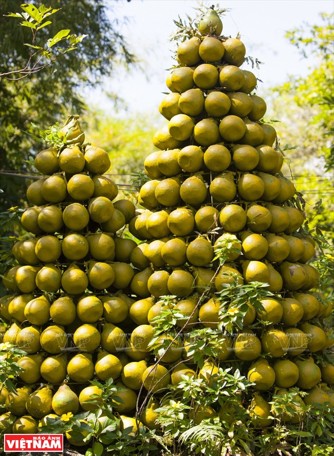 Pyramide de pamplemousses dans un verger du district de Vinh Cuu. 