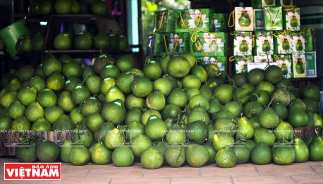 Les pamplemoussiers de Tân Triêu sont cultivés selon le référentiel Bonne Pratique Agricole (GAP).