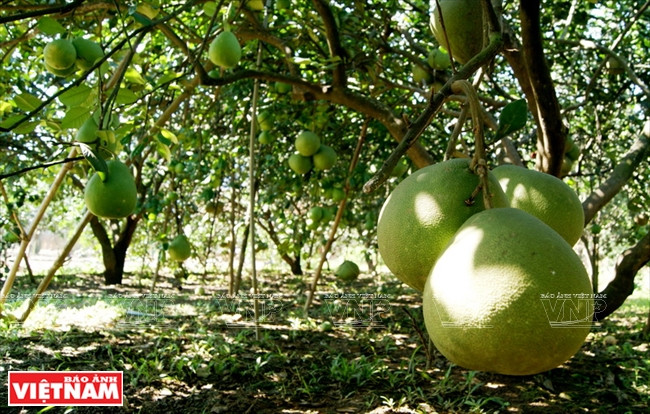 Le pamplemousse de Tân Triêu est une spécialité réputée dans toute la région Sud.