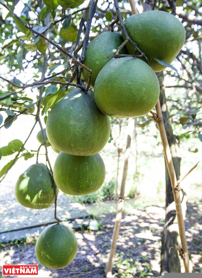 Un pamplemoussier de Tân Triêu chargé de fruits.