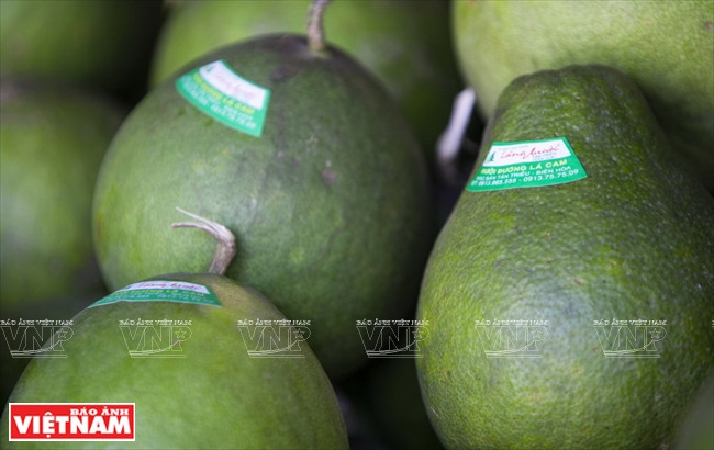Le pamplemousse de Tân Triêu est connu dans le pays comme à l’étranger.