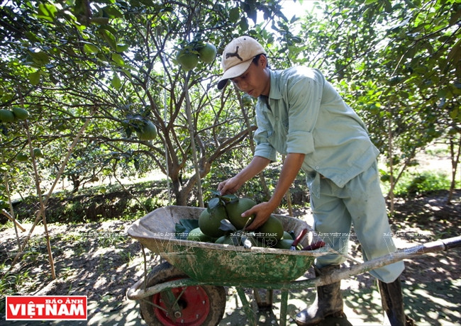 Récolte de pamplemousses de Tân Triêu.