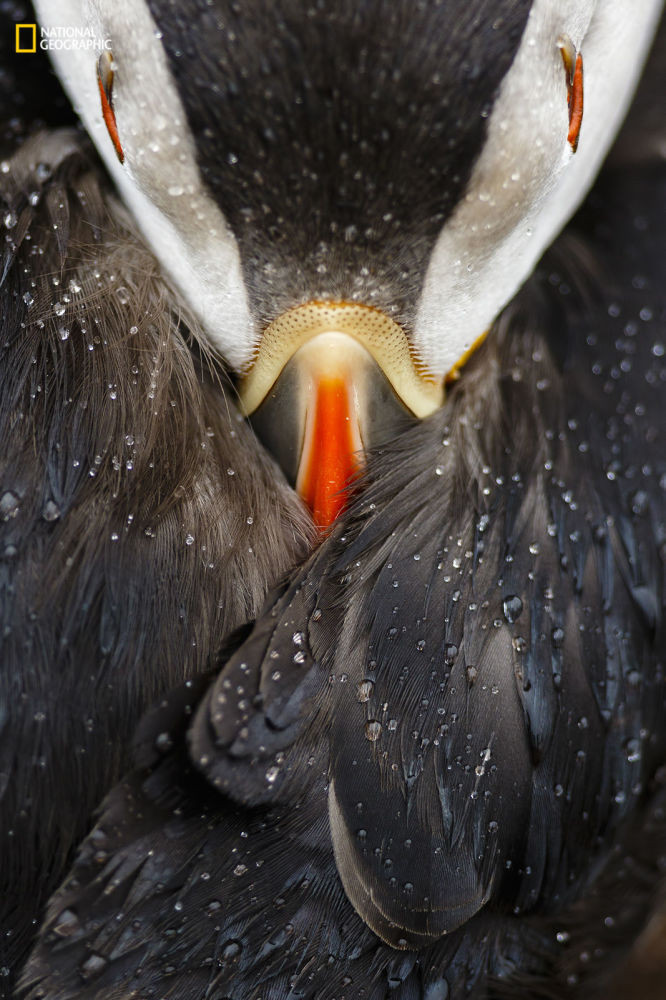 Mention honorable, dans la catégorie “Portraits d’animaux” Bien connu pour sa vie sauvage, l’île de Skomer, au pays de Galles, abrite l’une des plus importantes colonies de macareux moines du Royaume-Uni.