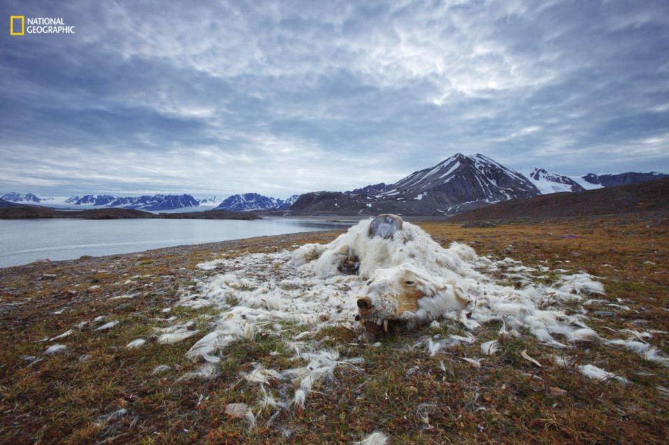 Première place dans la catégorie "Problèmes environnementaux". Le cadavre de cet ours blanc a été découvert sur une île de l’archipel norvégien de Svalbard. Difficile de savoir s’il est mort de faim ou de vieillesse. Mais, compte-tenu de l’état de sa dentition, la première hypothèse est la plus probable.