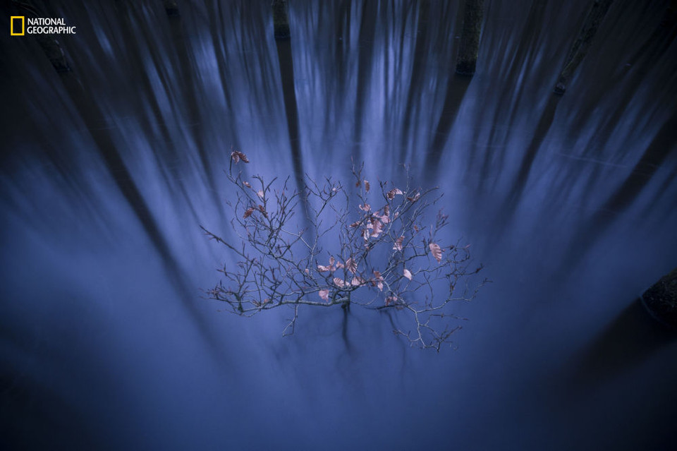 Première place dans la catégorie “Paysages” Au début de l’automne, les pluies inondent cette forêt près de Leuvenum, aux Pays-Bas. Les racines dans l’eau, ce hêtre tente tant bien que mal de survivre.