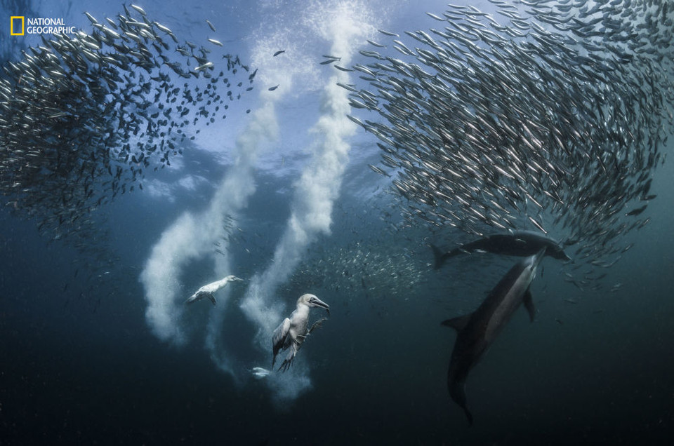  Grand prix et première place de la catégorie "Action". Au large de la Côte Sauvage, en Afrique du Sud, un banc de sardines poursuit sa migration. Une aubaine pour les fous de Bassan, qui plongent à une vitesse de 80 km/h pour les attraper avec leurs becs. D’autres prédateurs, comme les dauphins, participent également au festin.