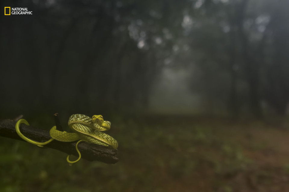 Première place dans la catégorie “Portraits d’animaux” 