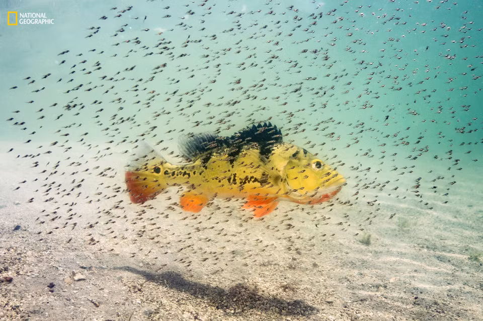 Deuxième place dans la catégorie “Portraits d’animaux”. Dans le sud de la Floride, des tucunarés nagent autour de leur mère. Elle les protégera jusqu’à ce qu’ils grandissent assez pour se défendre eux-mêmes. 