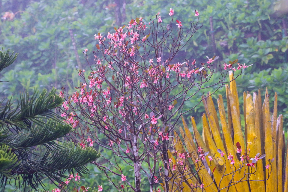 Ces fleurs sont appelées "Hoa đào chuông", soit "fleurs de pêcher en forme de cloche", car leurs pétales ressemblent à des cloches roses. Photo : VNA