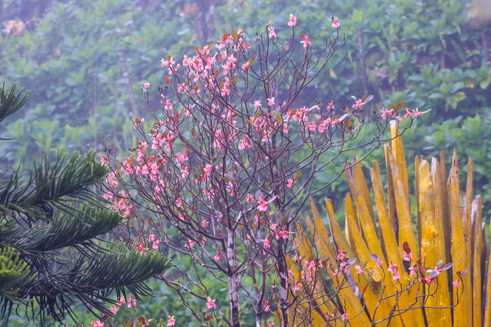  Ces fleurs sont appelées "Hoa đào chuông", soit "fleurs de pêcher en forme de cloche", car leurs pétales ressemblent à des cloches roses. Photo : VNA 