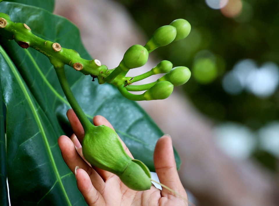  Les boutons floraux du badamier de l'Inde. Photo : VNA