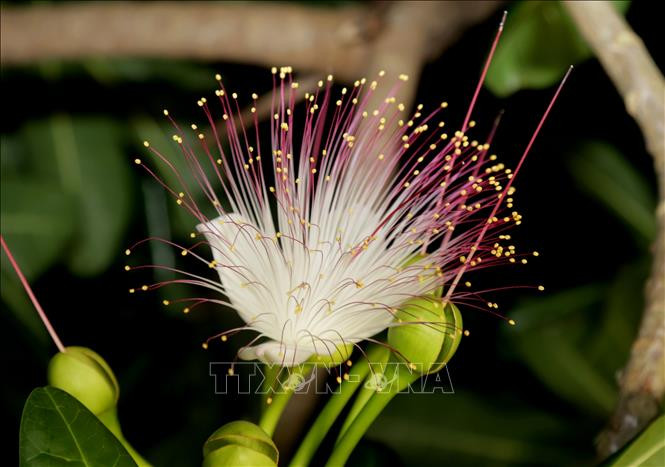  Les fleurs blanches en grappes du badamier de l'Inde sont considérées comme la "reine" des fleurs par les soldats de Truong Sa. Photo : VNA