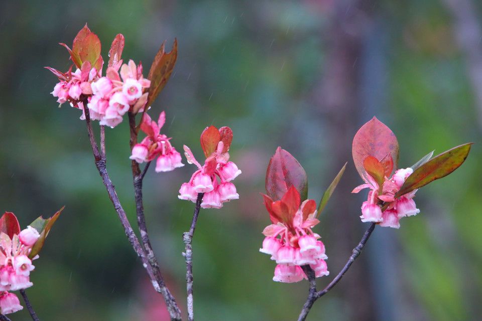  Un pêcher donne des centaines de fleurs qui ressemblent à de jolies petites cloches. Photo : VNA