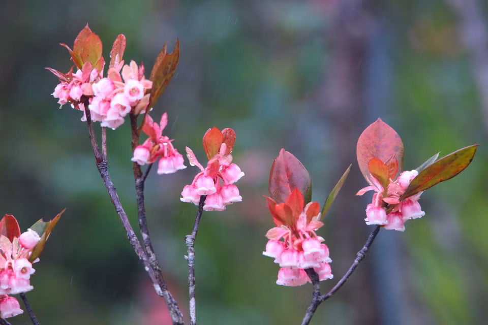  Un pêcher donne des centaines de fleurs qui ressemblent à de jolies petites cloches. Photo : VNA 