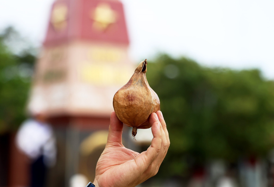  Les fruits séchés du badamier de l'Inde sont un cadeau spécial de Truong Sa. Photo : VNA