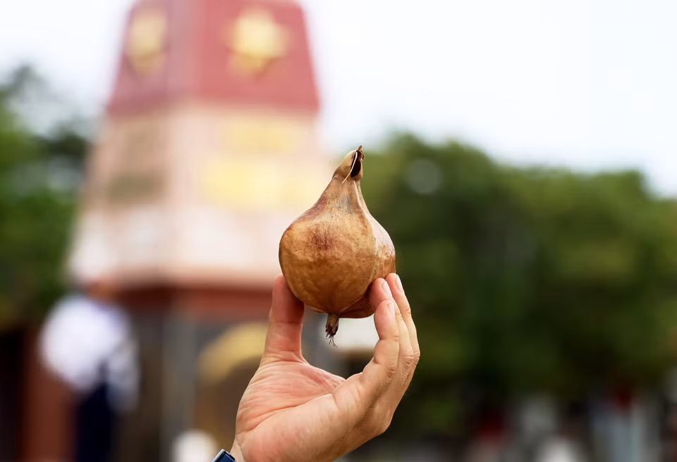  Les fruits séchés du badamier de l'Inde sont un cadeau spécial de Truong Sa. Photo : VNA 
