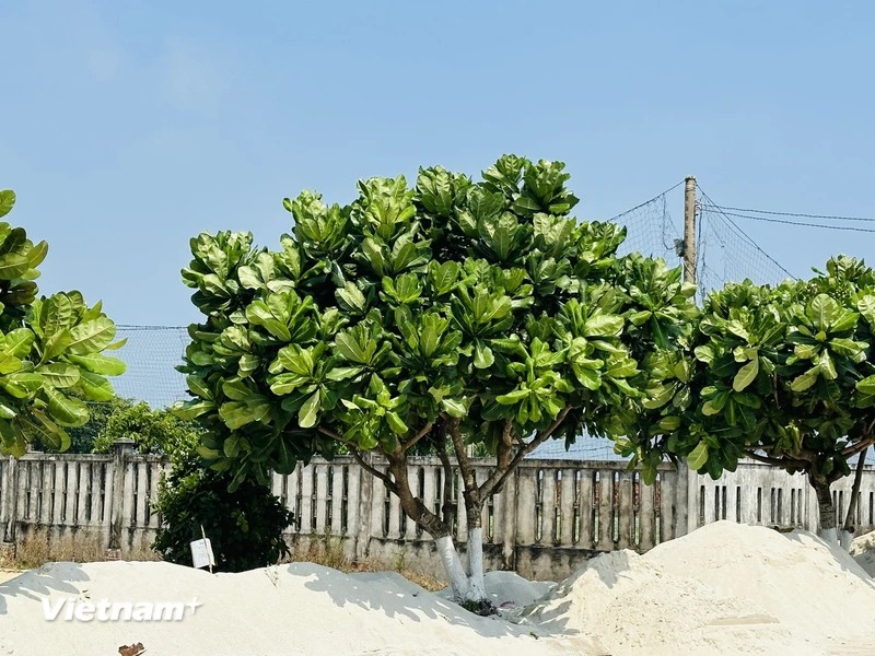  Sur l'île de Ly Son, les badamiers d'Inde sont omniprésents, des pagodes, des grottes jusqu'au bord des routes, autour du monument et de la maison commémorative dédiée à la Flottille de Hoàng Sa, et même dans les maisons communes des villages...