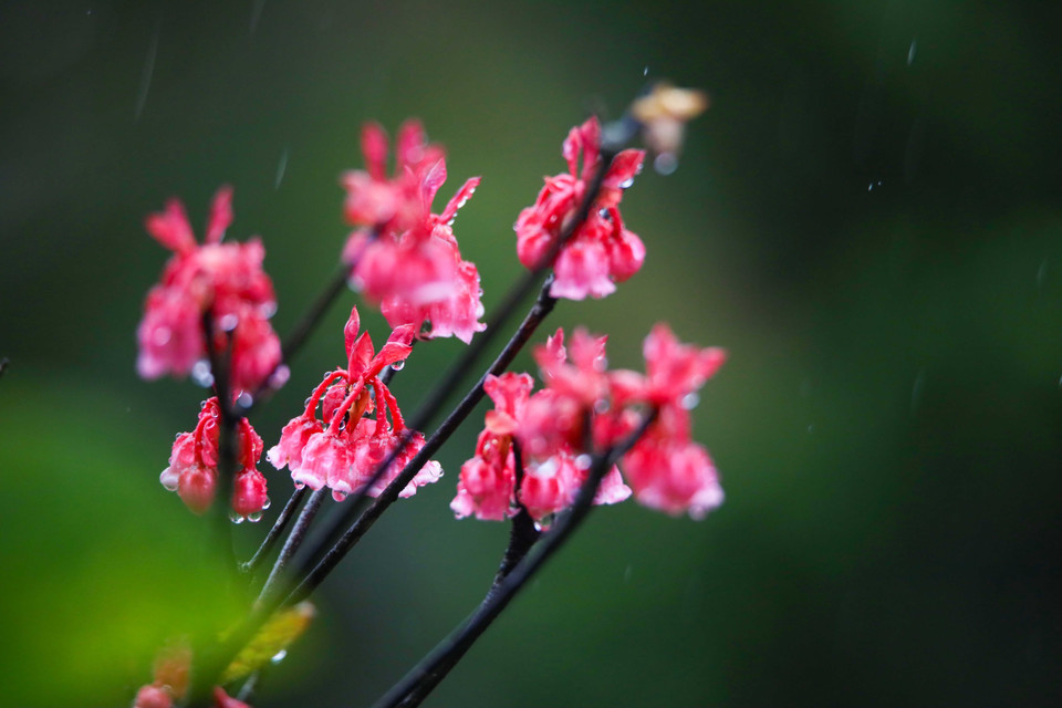  Les fleurs de pêcher s'épanouissent, annonçant un nouveau printemps vibrant de vitalité. Photo : VNA